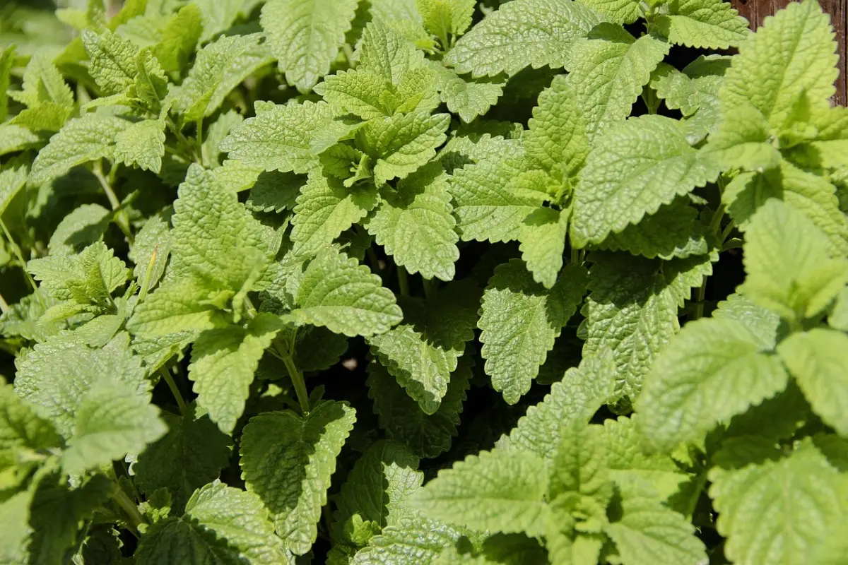La pianta che tiene lontane le zanzare e profuma tutto il giardino: ecco qual è La pianta che tiene lontane le zanzare e profuma tutto il giardino: ecco qual è