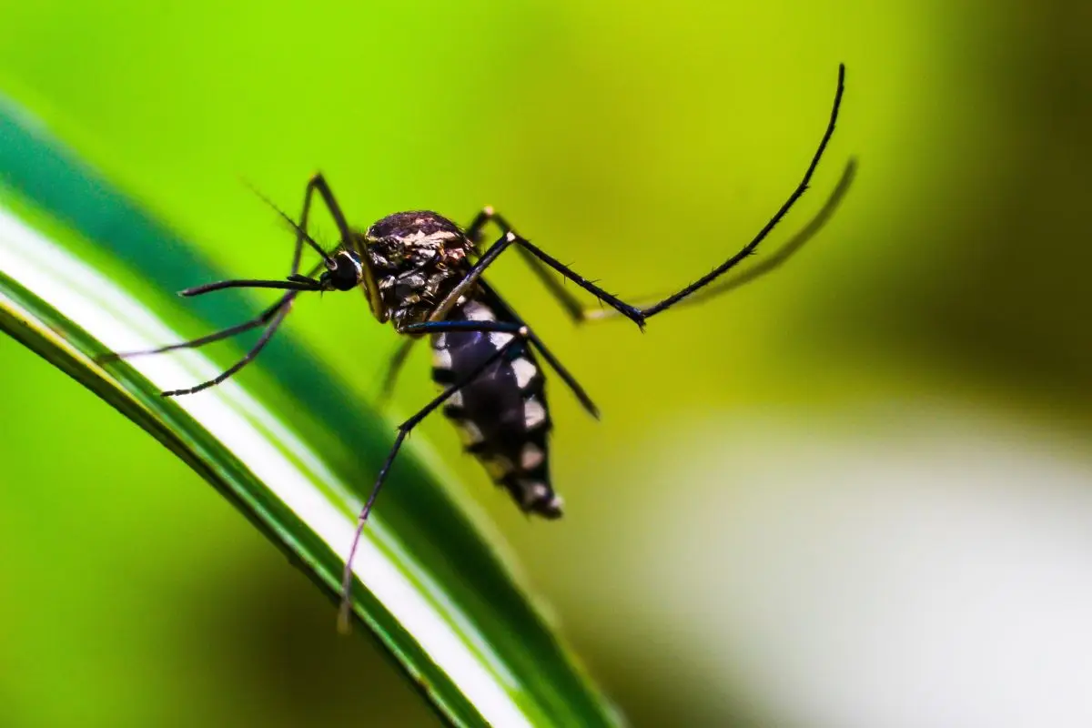 Zanzare in giardino? Ecco il trucco naturale che le fa sparire in una notte Zanzare in giardino? Ecco il trucco naturale che le fa sparire in una notte