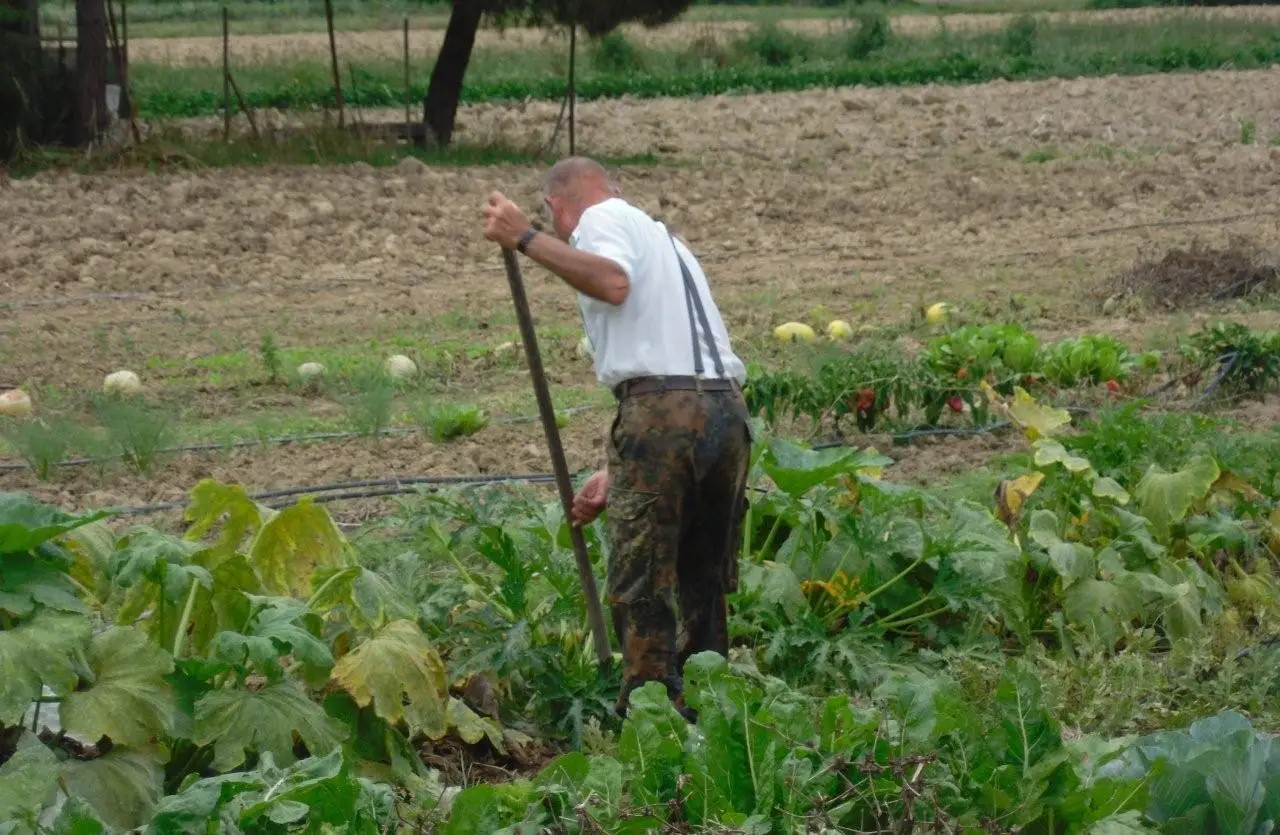 Come usare il bicarbonato per salvare l’orto: il trucco dei giardinieri Come usare il bicarbonato per salvare l’orto: il trucco dei giardinieri