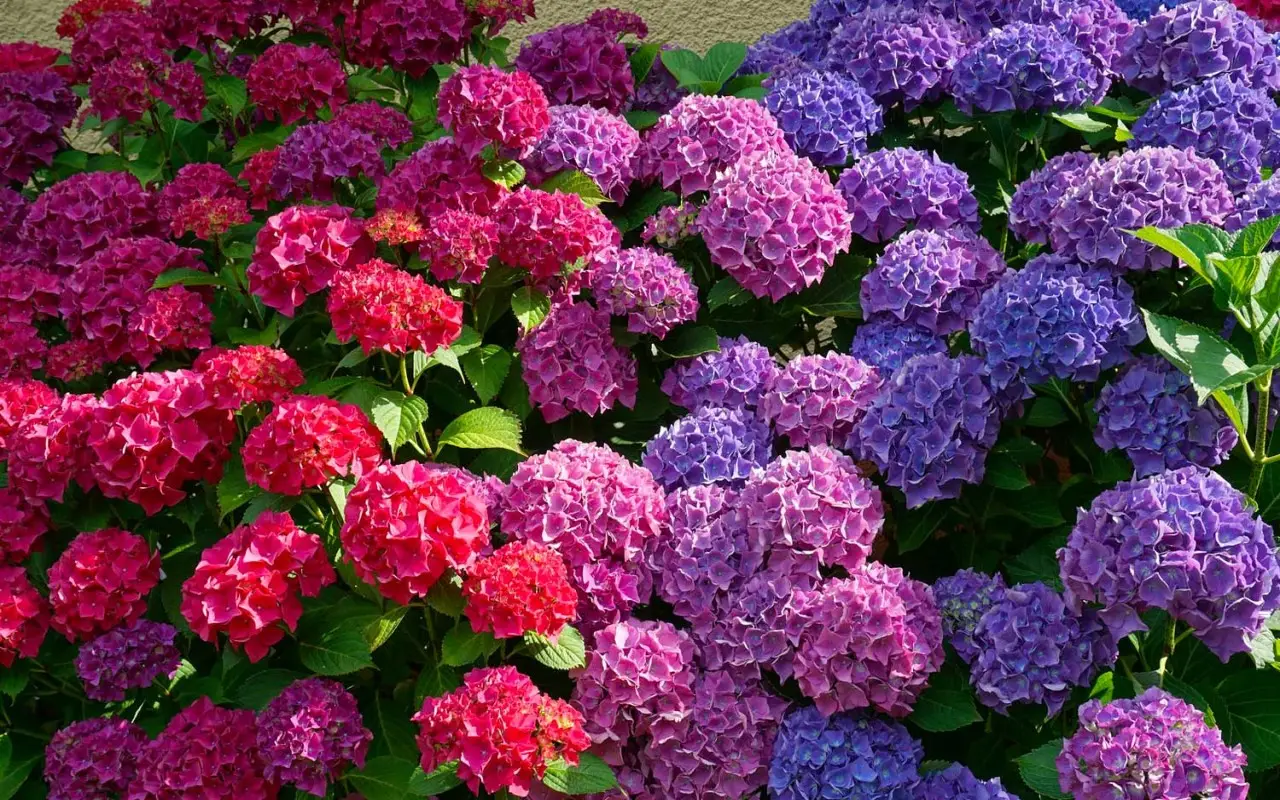 Come far fiorire l’ortensia in abbondanza: il concime naturale da provare subito Come far fiorire l’ortensia in abbondanza: il concime naturale da provare subito