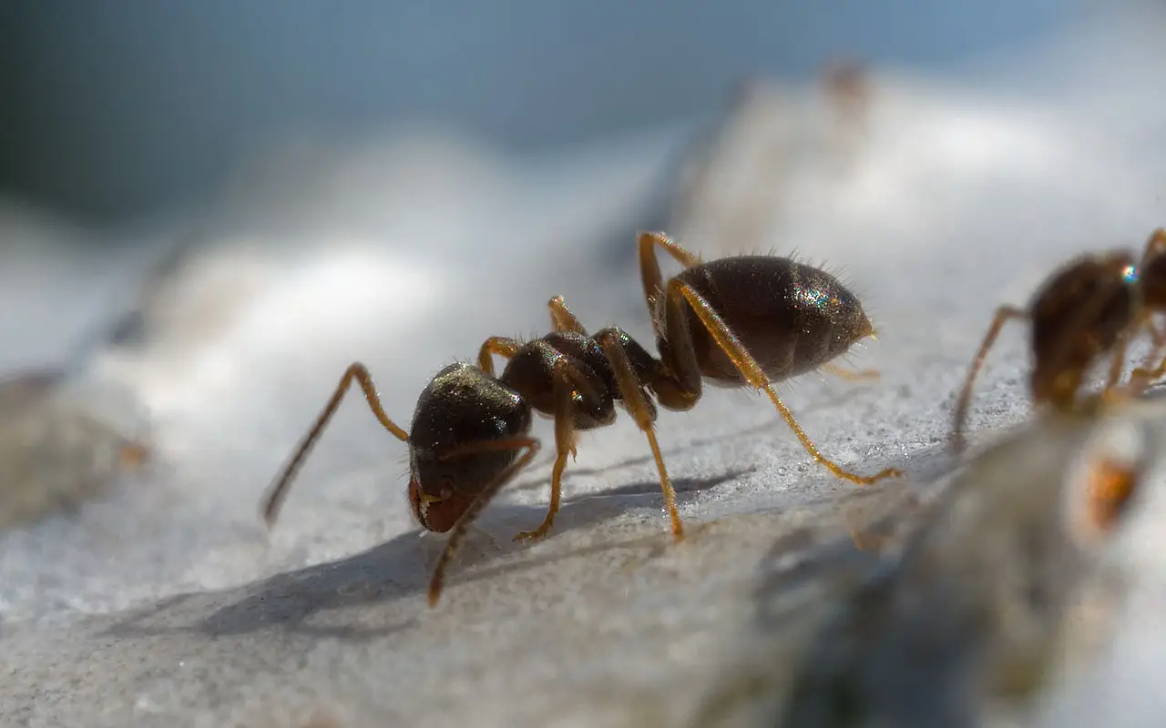 Le formiche invadono il balcone? Ecco cosa spruzzare per farle sparire Le formiche invadono il balcone? Ecco cosa spruzzare per farle sparire