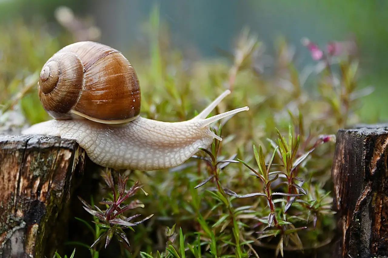 Allontanare le lumache con gli agrumi: il metodo ecologico degli ortisti Allontanare le lumache con gli agrumi: il metodo ecologico degli ortisti