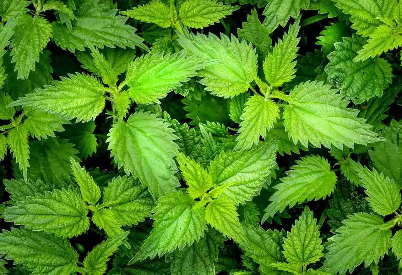 Ortica in giardino: il macerato che salva le piante e le fa crescere più forti Ortica in giardino: il macerato che salva le piante e le fa crescere più forti
