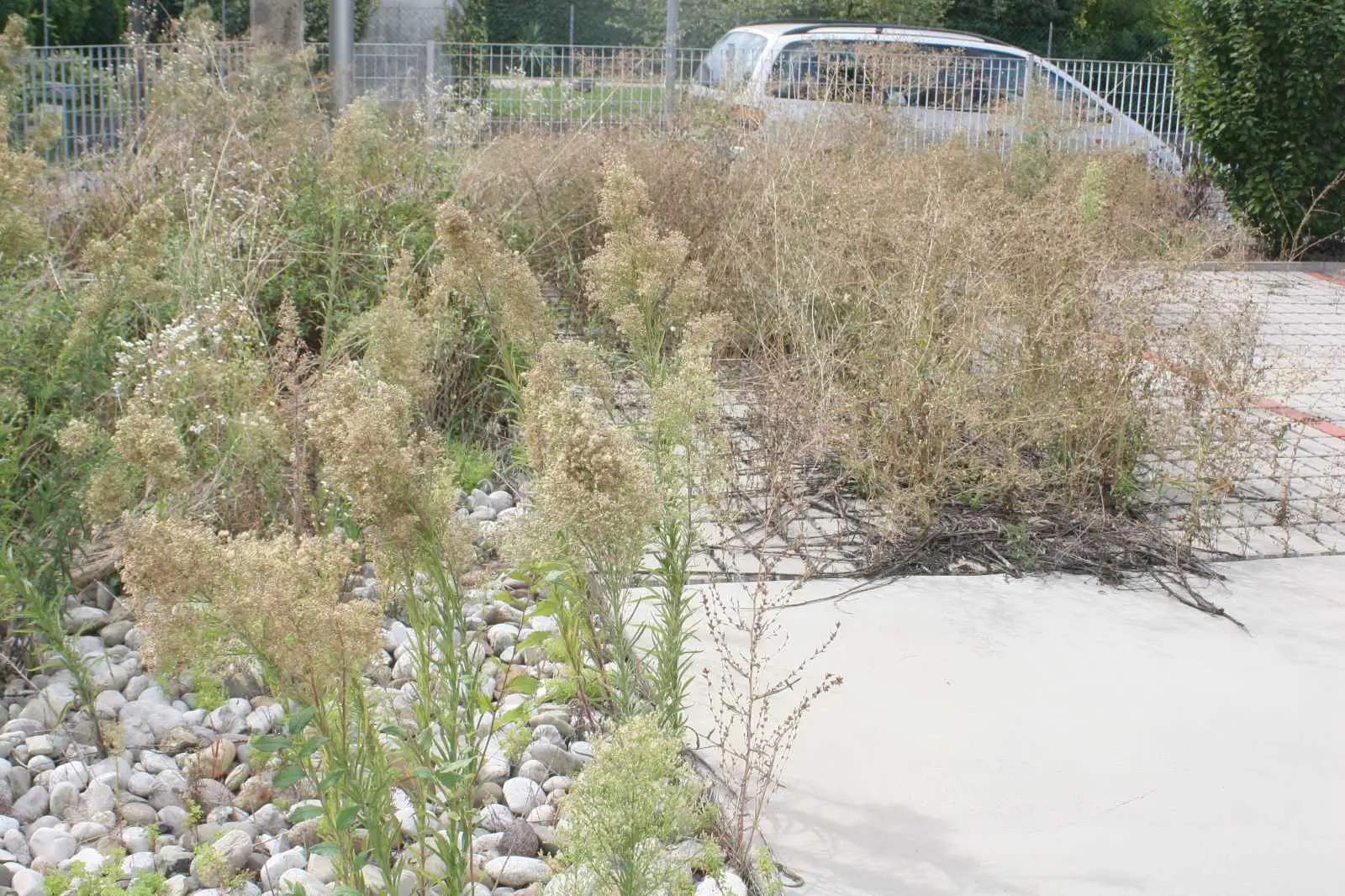 Risparmia tempo: il diserbante fai-da-te che elimina le erbacce sul terrazzo Risparmia tempo: il diserbante fai-da-te che elimina le erbacce sul terrazzo