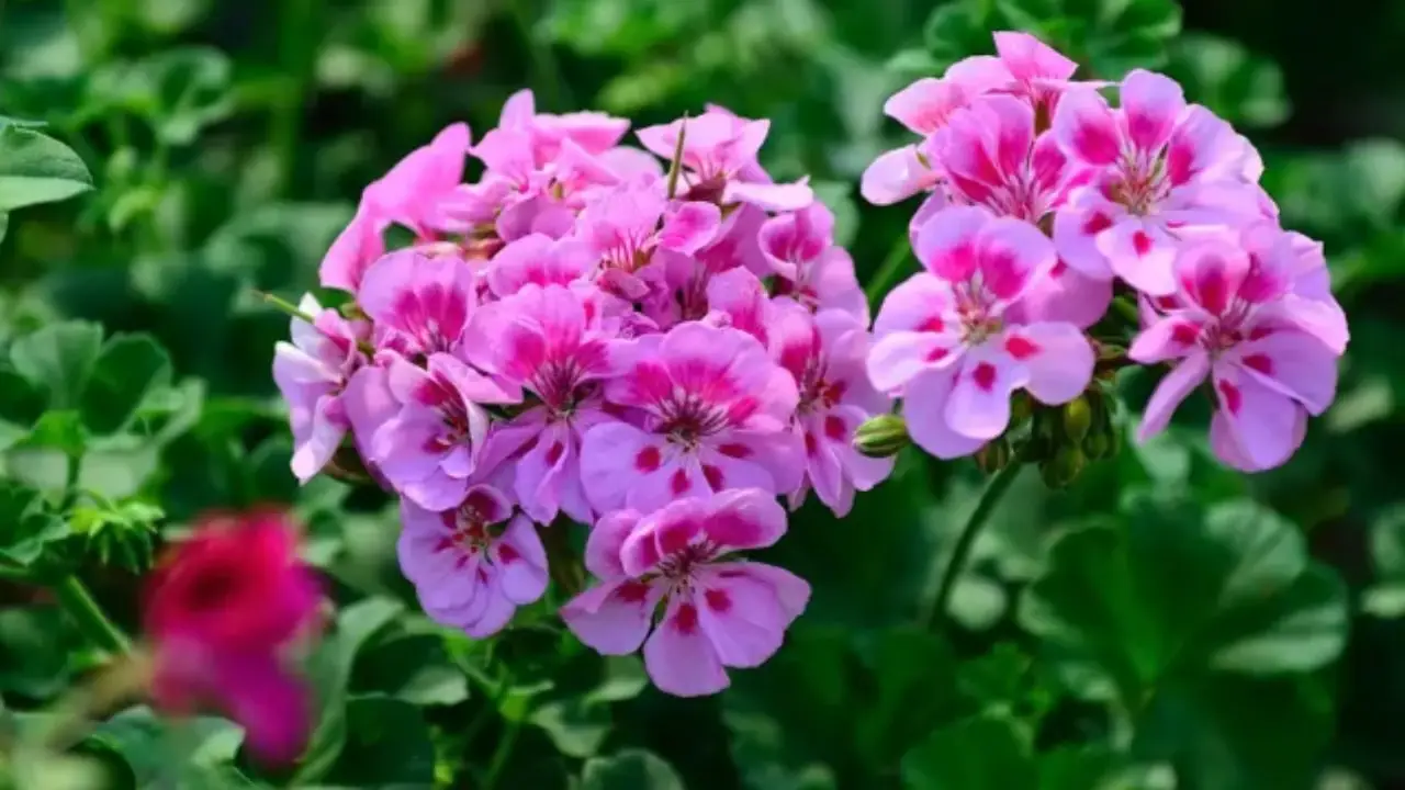 La pianta che tiene lontane le zanzare e profuma tutto il giardino: ecco qual è La pianta che tiene lontane le zanzare e profuma tutto il giardino: ecco qual è