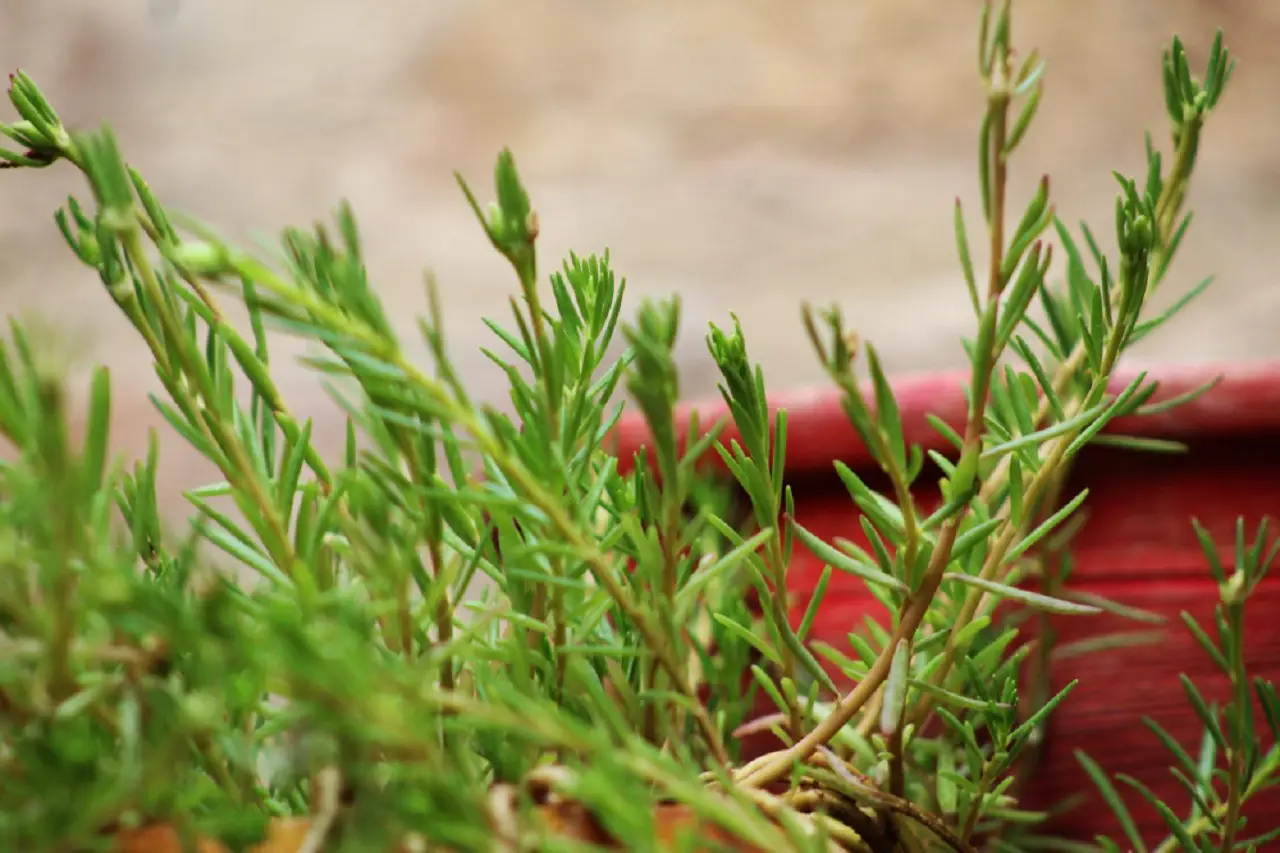 La pianta che tiene lontane le zanzare e profuma tutto il giardino: ecco qual è La pianta che tiene lontane le zanzare e profuma tutto il giardino: ecco qual è
