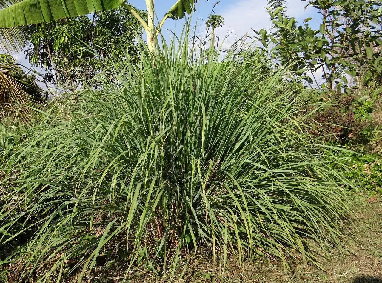 La pianta che tiene lontane le zanzare e profuma tutto il giardino: ecco qual è La pianta che tiene lontane le zanzare e profuma tutto il giardino: ecco qual è