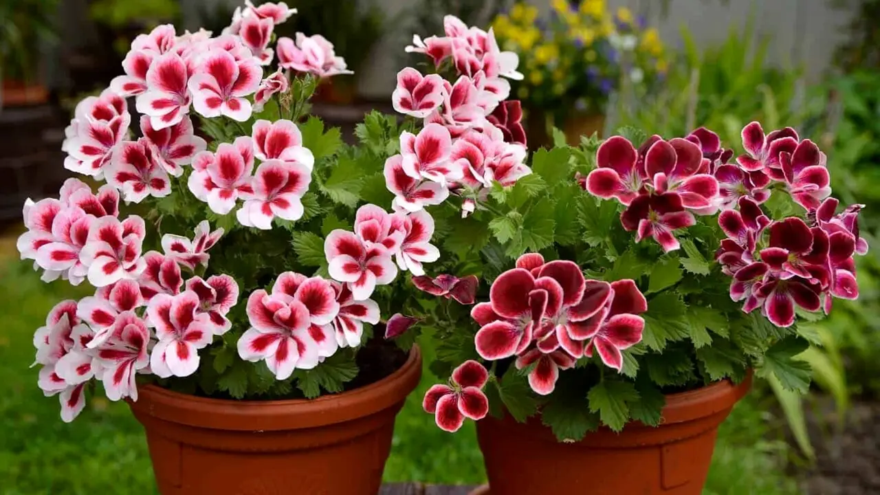 La pianta che tiene lontane le zanzare e profuma tutto il giardino: ecco qual è La pianta che tiene lontane le zanzare e profuma tutto il giardino: ecco qual è