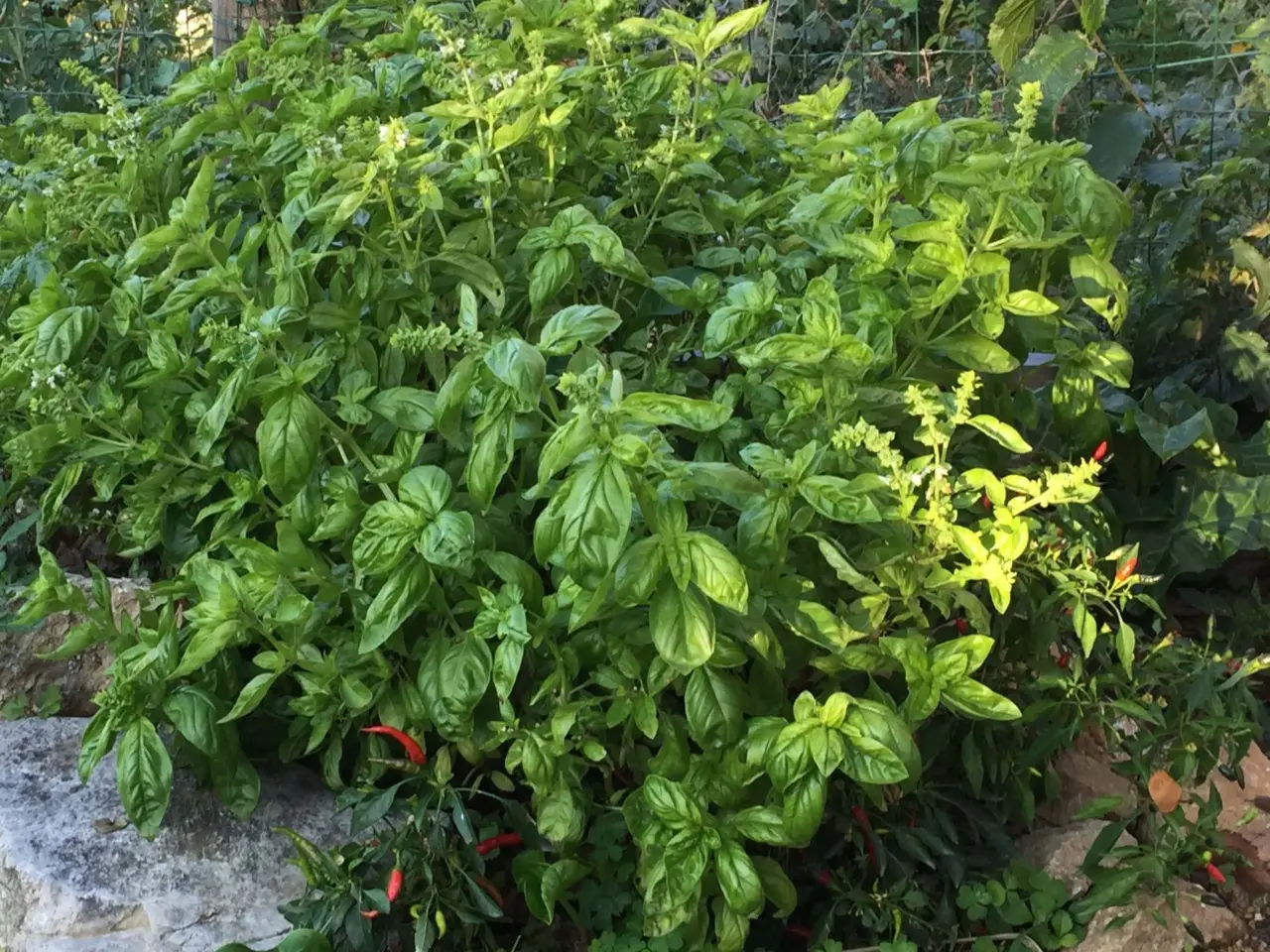 Zanzare in giardino? Ecco il trucco naturale che le fa sparire in una notte Zanzare in giardino? Ecco il trucco naturale che le fa sparire in una notte