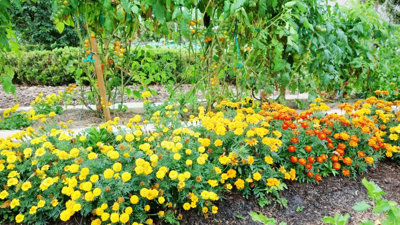 Zanzare in giardino? Ecco il trucco naturale che le fa sparire in una notte Zanzare in giardino? Ecco il trucco naturale che le fa sparire in una notte