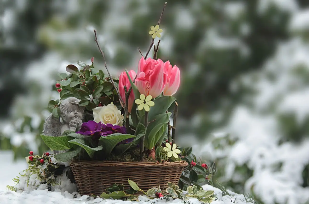 La pianta magica che fiorisce tutto l’anno: non richiede cure ed è bellissima La pianta magica che fiorisce tutto l’anno: non richiede cure ed è bellissima