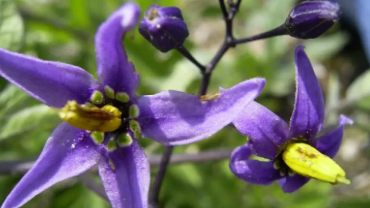 La pianta magica che fiorisce tutto l’anno: non richiede cure ed è bellissima La pianta magica che fiorisce tutto l’anno: non richiede cure ed è bellissima