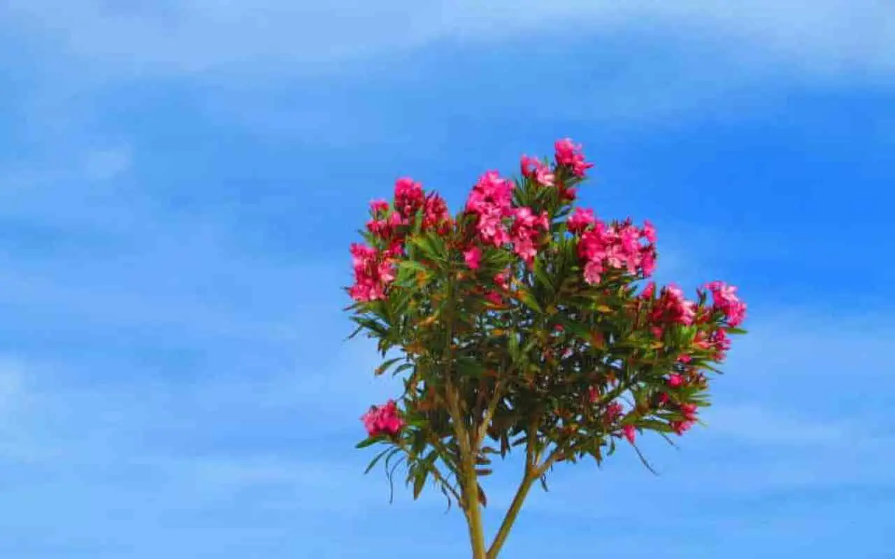 La pianta magica che fiorisce tutto l’anno: non richiede cure ed è bellissima La pianta magica che fiorisce tutto l’anno: non richiede cure ed è bellissima
