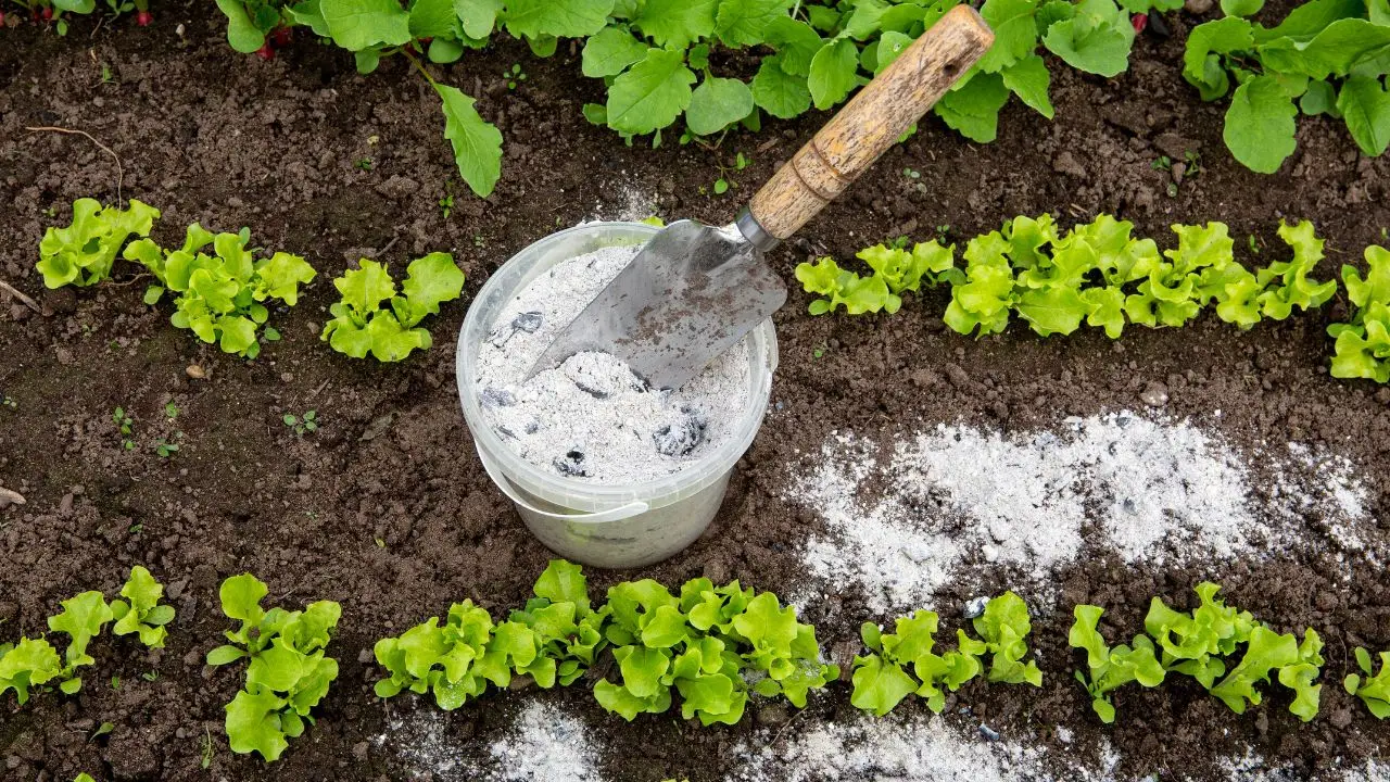 Come usare il bicarbonato per salvare l’orto: il trucco dei giardinieri Come usare il bicarbonato per salvare l’orto: il trucco dei giardinieri
