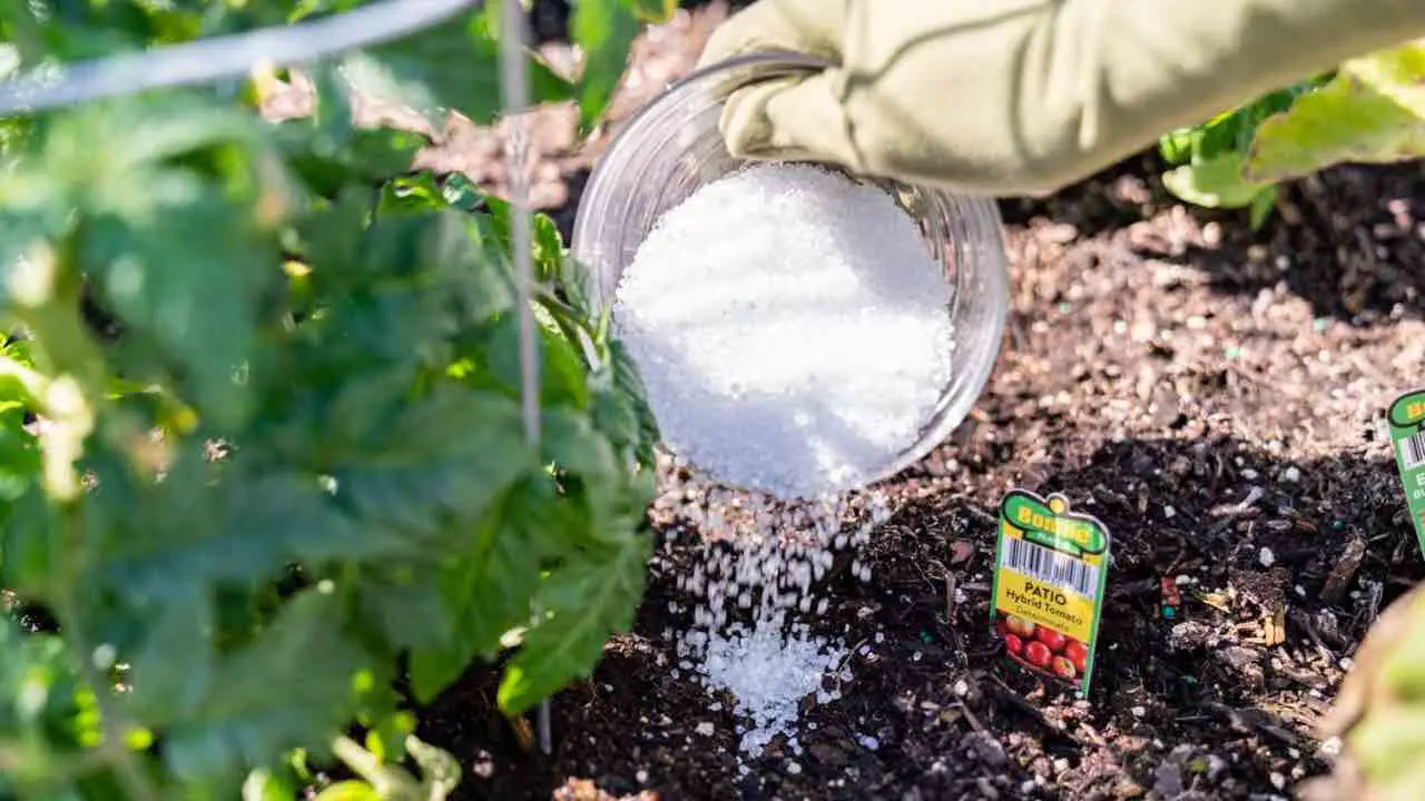 Come usare il bicarbonato per salvare l’orto: il trucco dei giardinieri Come usare il bicarbonato per salvare l’orto: il trucco dei giardinieri