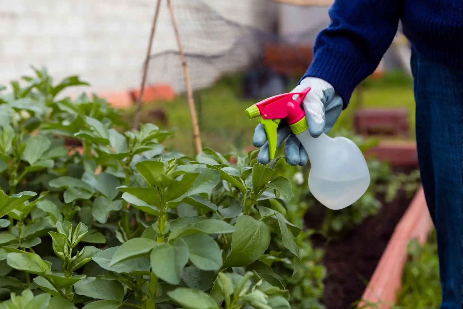 Come usare il bicarbonato per salvare l’orto: il trucco dei giardinieri Come usare il bicarbonato per salvare l’orto: il trucco dei giardinieri