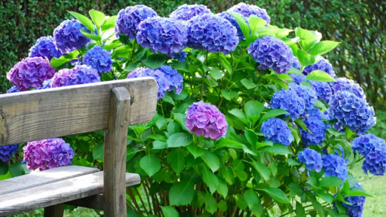 Come far fiorire l’ortensia in abbondanza: il concime naturale da provare subito Come far fiorire l’ortensia in abbondanza: il concime naturale da provare subito