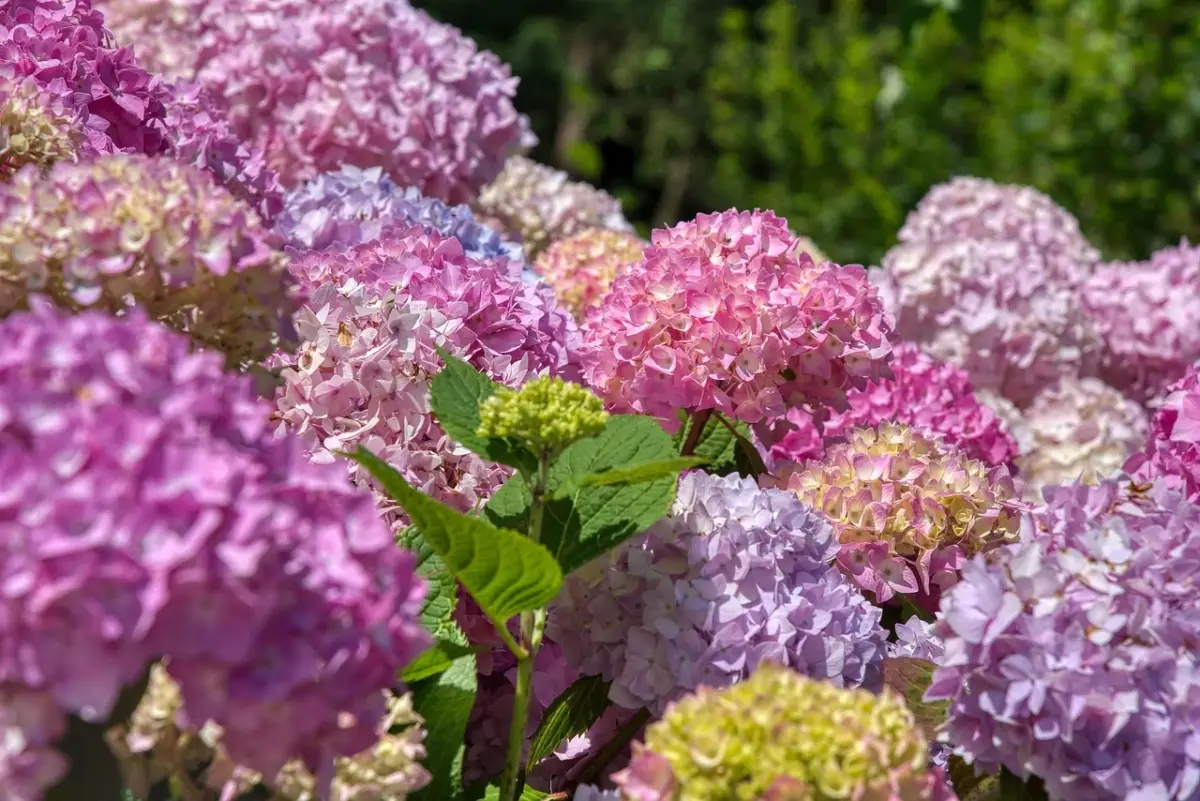 Come far fiorire l’ortensia in abbondanza: il concime naturale da provare subito Come far fiorire l’ortensia in abbondanza: il concime naturale da provare subito