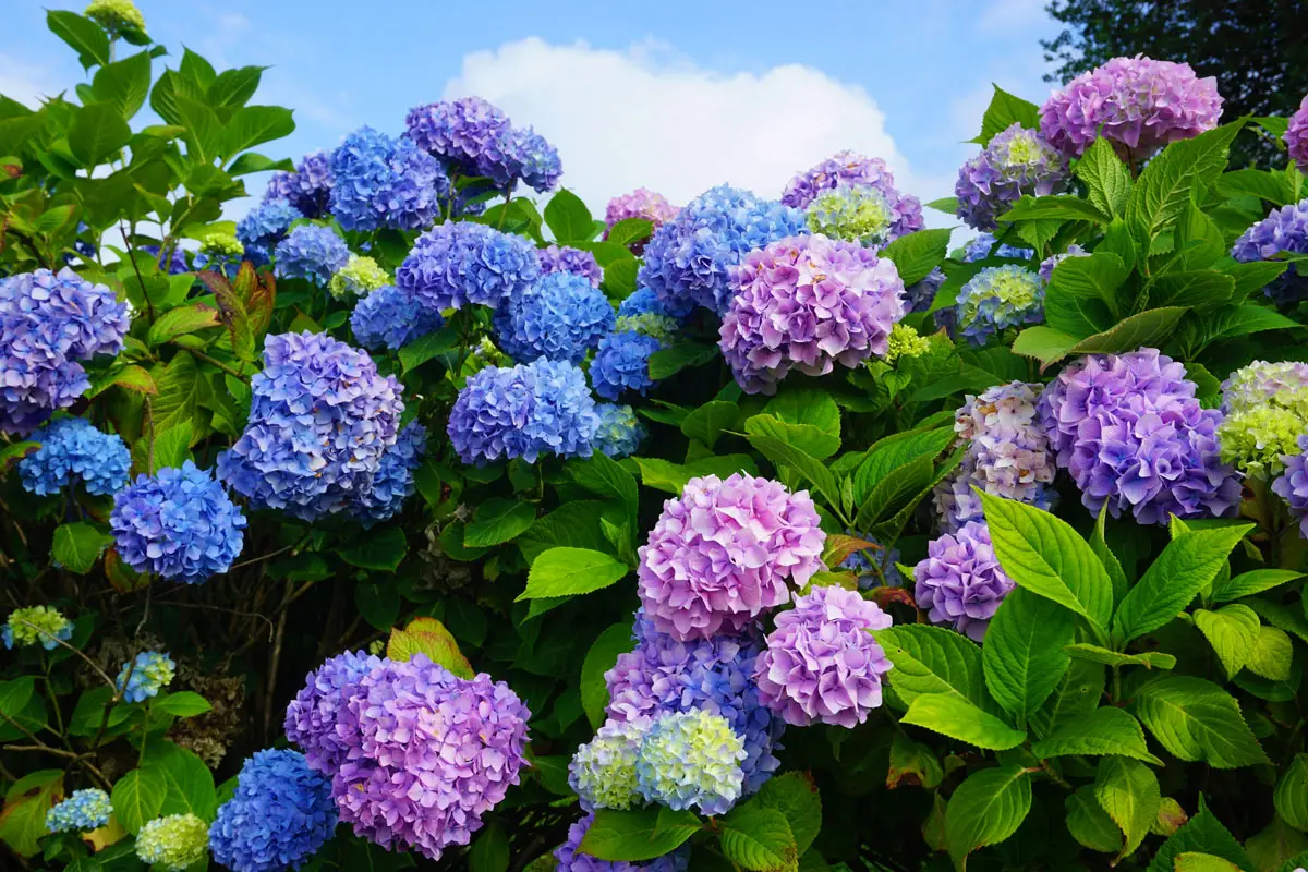 Come far fiorire l’ortensia in abbondanza: il concime naturale da provare subito Come far fiorire l’ortensia in abbondanza: il concime naturale da provare subito