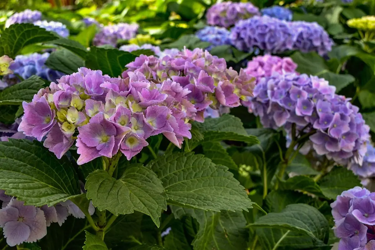 Come far fiorire l’ortensia in abbondanza: il concime naturale da provare subito Come far fiorire l’ortensia in abbondanza: il concime naturale da provare subito