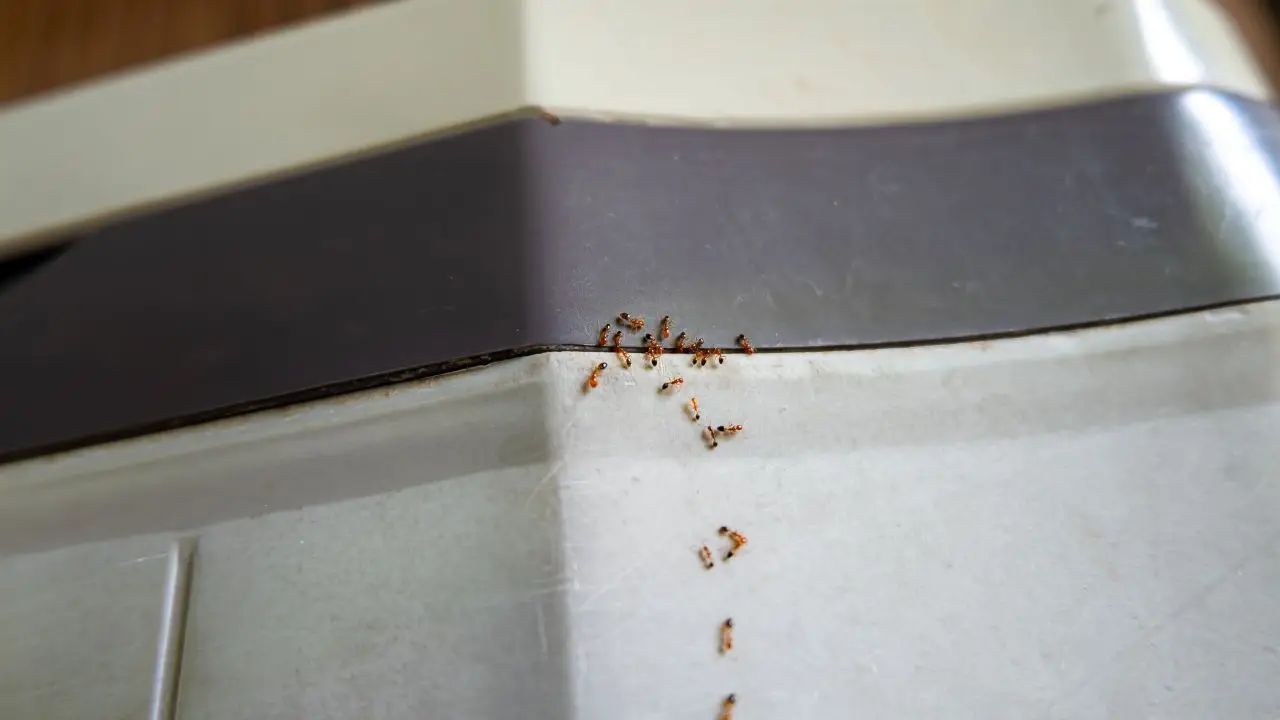 Le formiche invadono il balcone? Ecco cosa spruzzare per farle sparire Le formiche invadono il balcone? Ecco cosa spruzzare per farle sparire