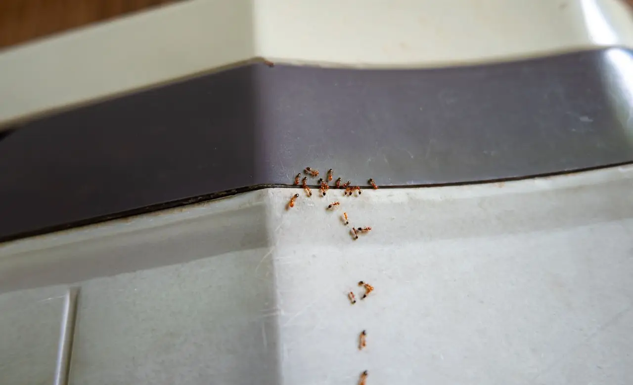 Le formiche invadono il balcone? Ecco cosa spruzzare per farle sparire Le formiche invadono il balcone? Ecco cosa spruzzare per farle sparire
