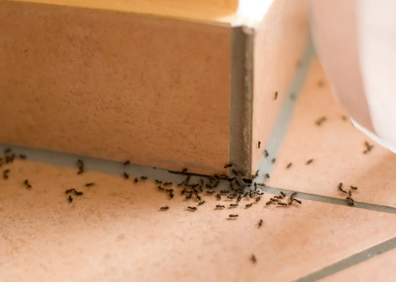 Le formiche invadono il balcone? Ecco cosa spruzzare per farle sparire Le formiche invadono il balcone? Ecco cosa spruzzare per farle sparire