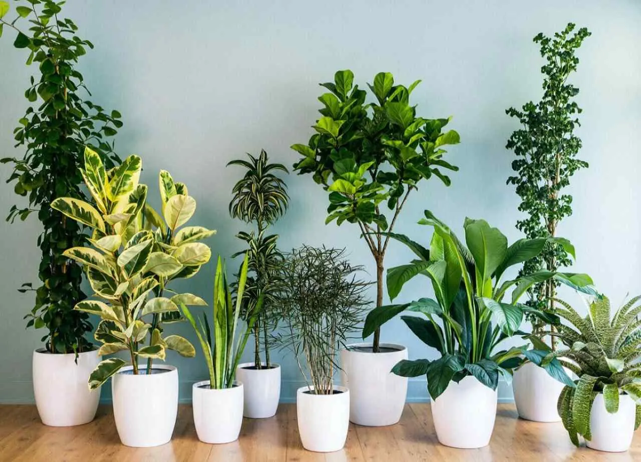 Piante da interno che purificano l’aria: ecco quali scegliere Piante da interno che purificano l’aria: ecco quali scegliere