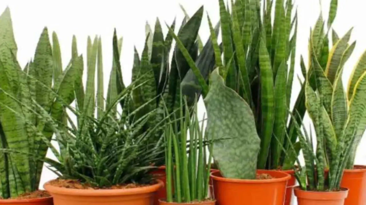 Piante da interno che purificano l’aria: ecco quali scegliere Piante da interno che purificano l’aria: ecco quali scegliere