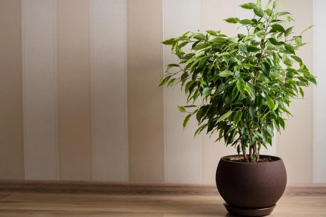 Piante da interno che purificano l’aria: ecco quali scegliere Piante da interno che purificano l’aria: ecco quali scegliere