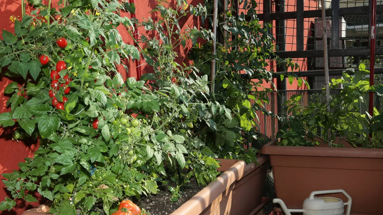 Orto sul balcone: 5 ortaggi facili per principianti Orto sul balcone: 5 ortaggi facili per principianti