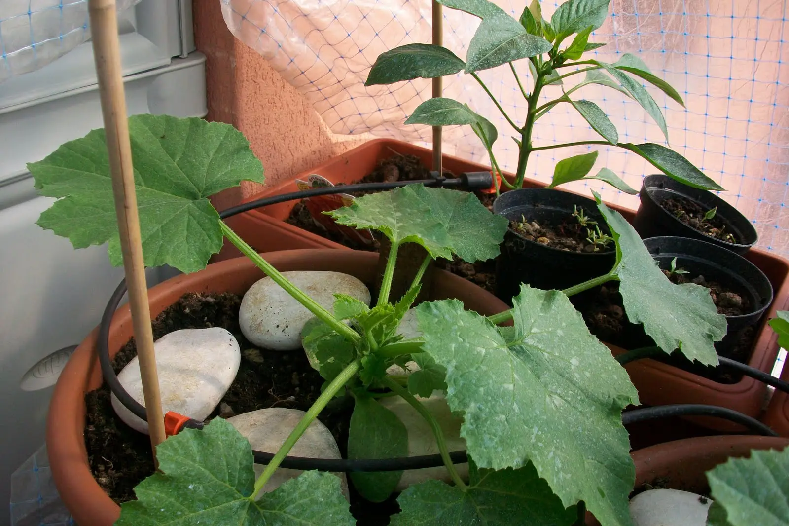 Orto sul balcone: 5 ortaggi facili per principianti Orto sul balcone: 5 ortaggi facili per principianti
