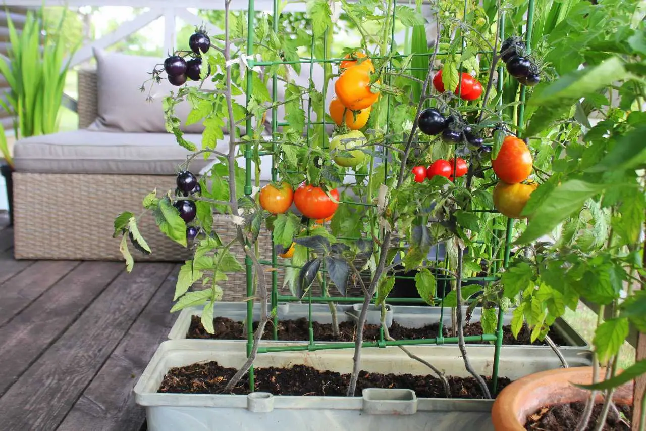Orto sul balcone: 5 ortaggi facili per principianti Orto sul balcone: 5 ortaggi facili per principianti