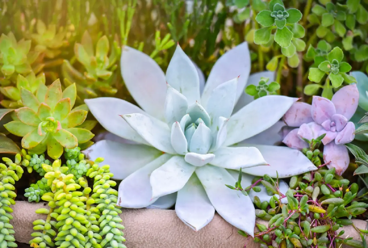 Piante grasse resistenti al caldo: 5 varietà che non ti tradiranno Piante grasse resistenti al caldo: 5 varietà che non ti tradiranno