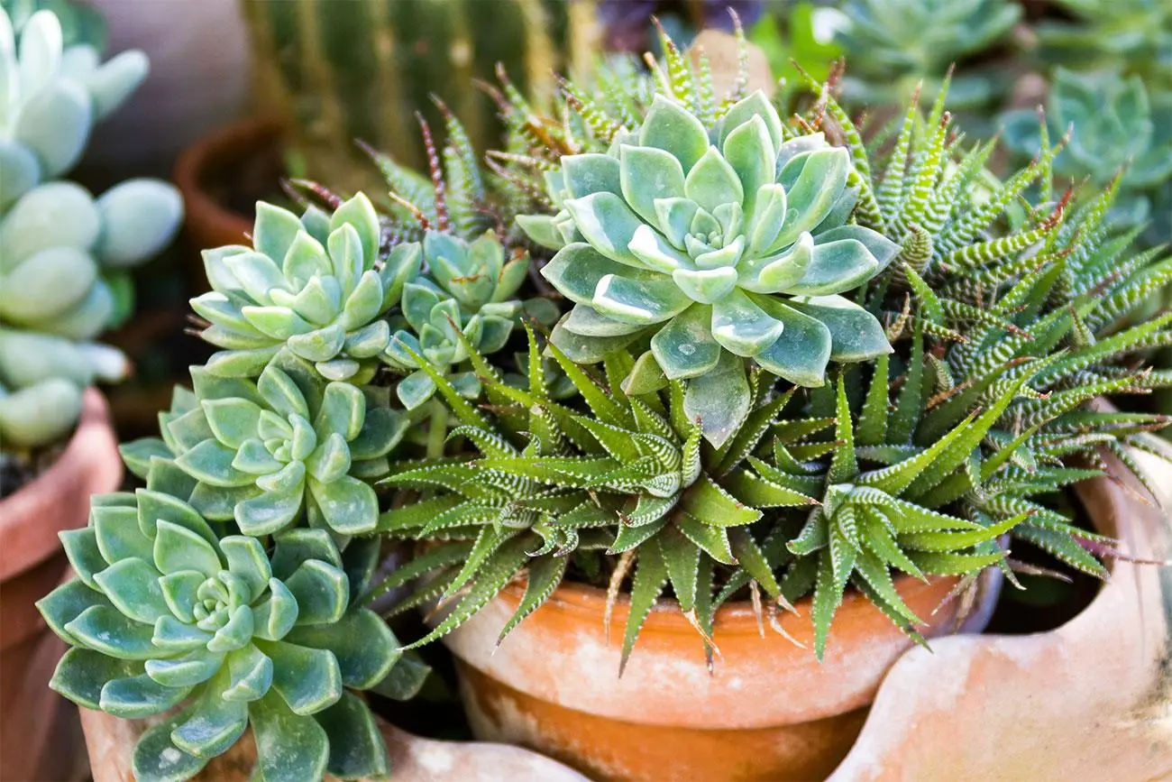 Piante grasse resistenti al caldo: 5 varietà che non ti tradiranno Piante grasse resistenti al caldo: 5 varietà che non ti tradiranno