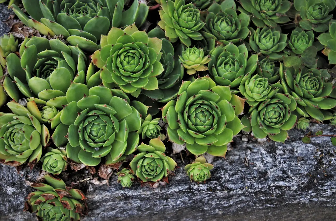 Piante grasse resistenti al caldo: 5 varietà che non ti tradiranno Piante grasse resistenti al caldo: 5 varietà che non ti tradiranno