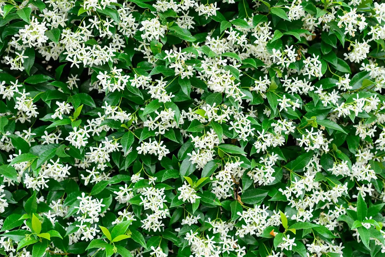 Gelsomino rampicante: il trucco per farlo fiorire tutto l’anno Gelsomino rampicante: il trucco per farlo fiorire tutto l’anno