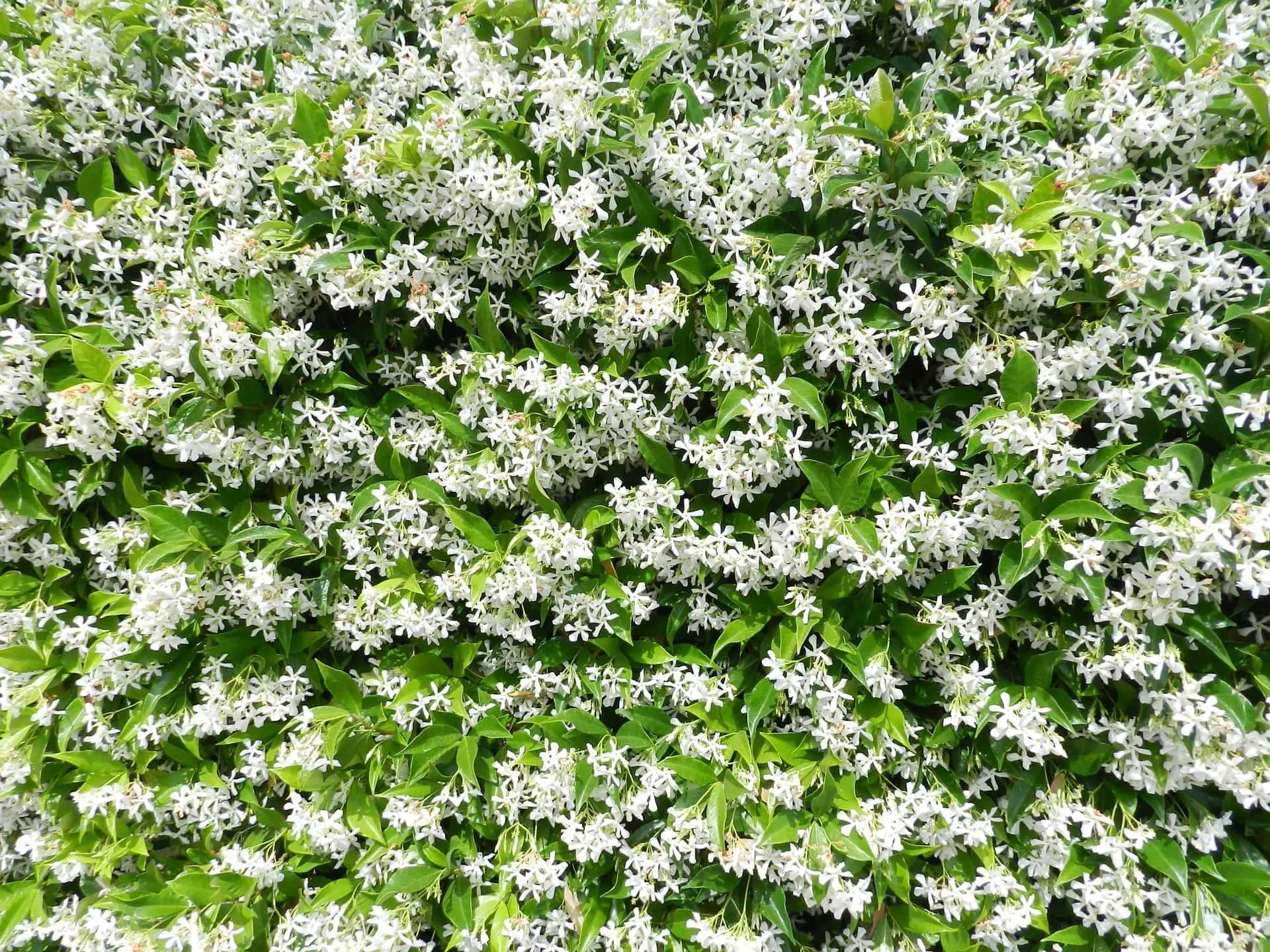 Gelsomino rampicante: il trucco per farlo fiorire tutto l’anno Gelsomino rampicante: il trucco per farlo fiorire tutto l’anno