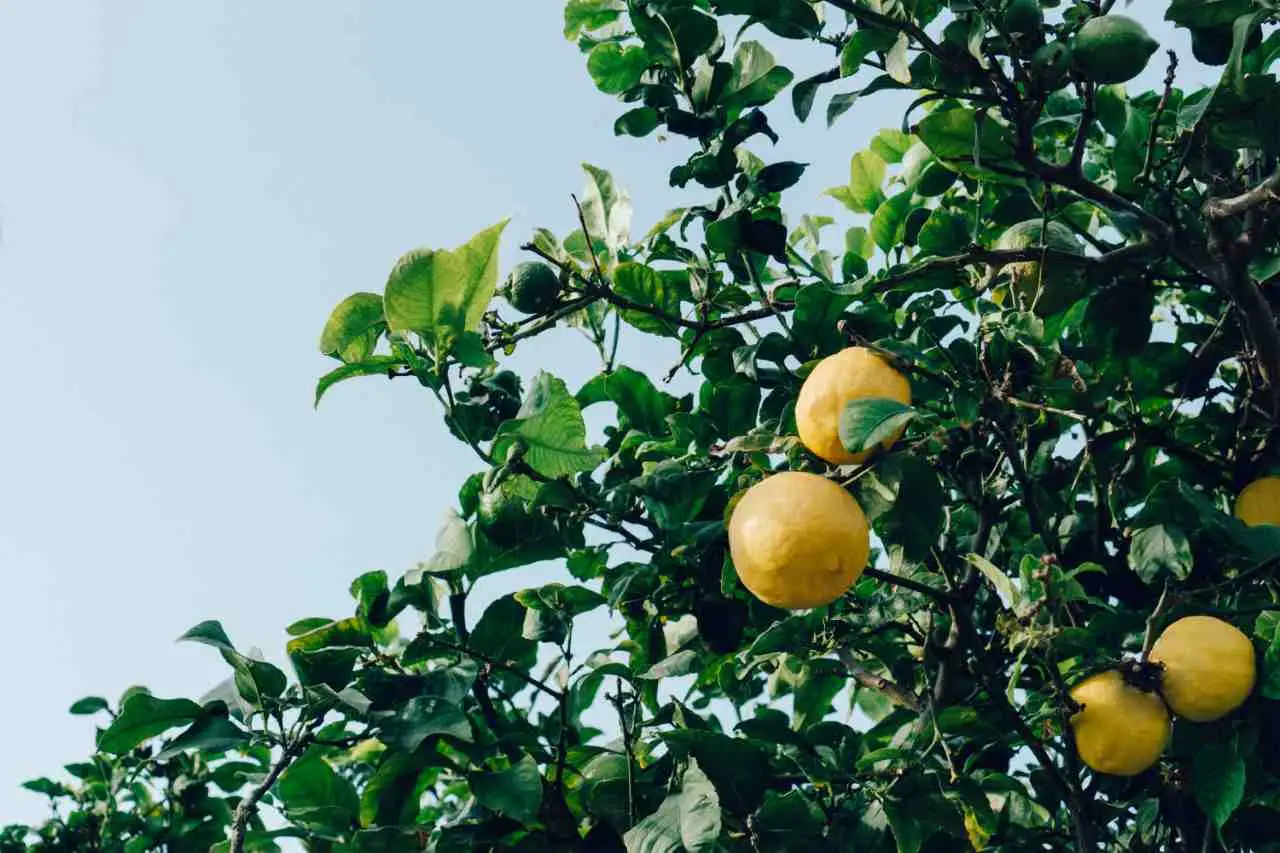 Allontanare le lumache con gli agrumi: il metodo ecologico degli ortisti Allontanare le lumache con gli agrumi: il metodo ecologico degli ortisti