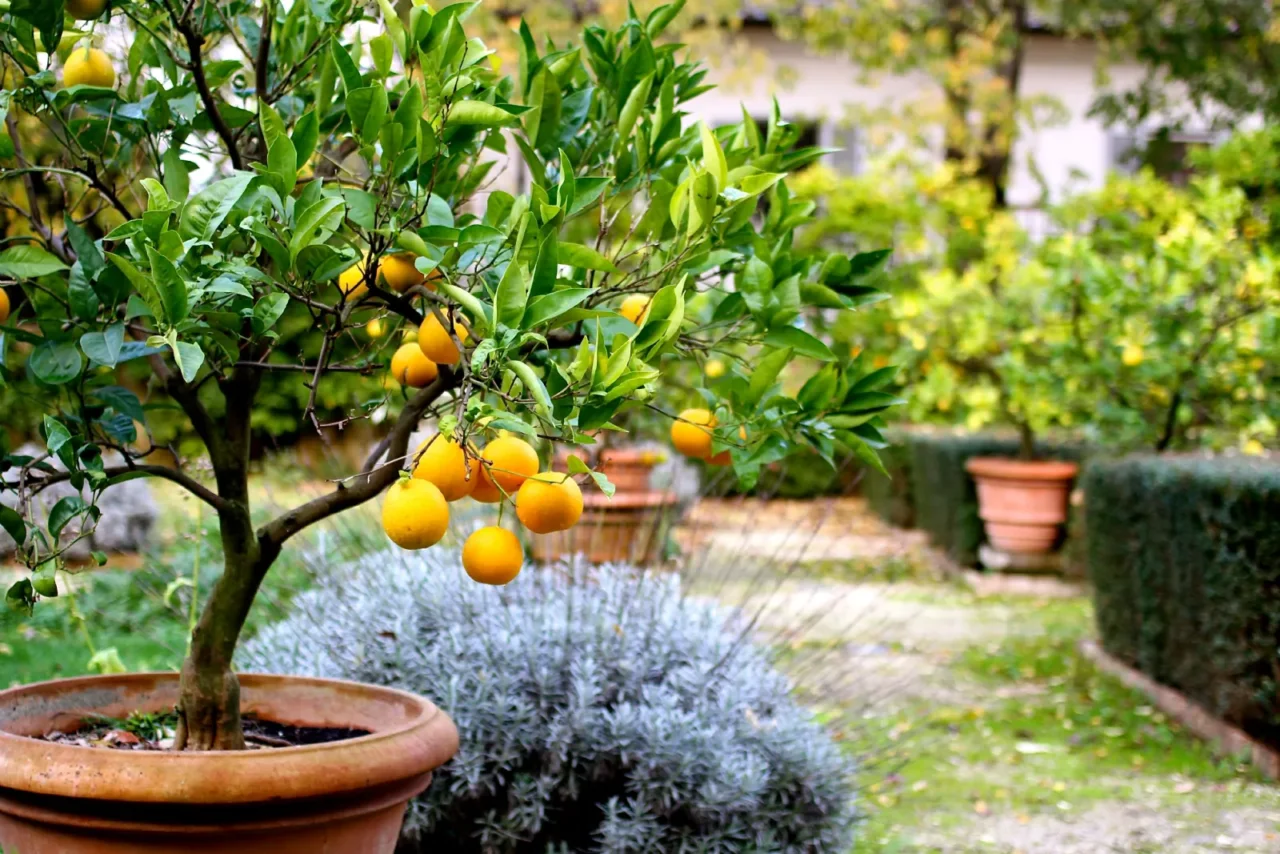 Allontanare le lumache con gli agrumi: il metodo ecologico degli ortisti Allontanare le lumache con gli agrumi: il metodo ecologico degli ortisti