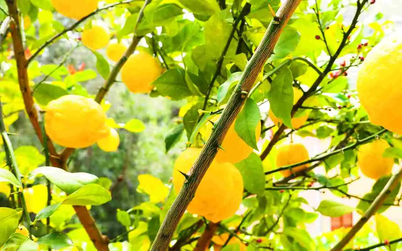 Allontanare le lumache con gli agrumi: il metodo ecologico degli ortisti Allontanare le lumache con gli agrumi: il metodo ecologico degli ortisti