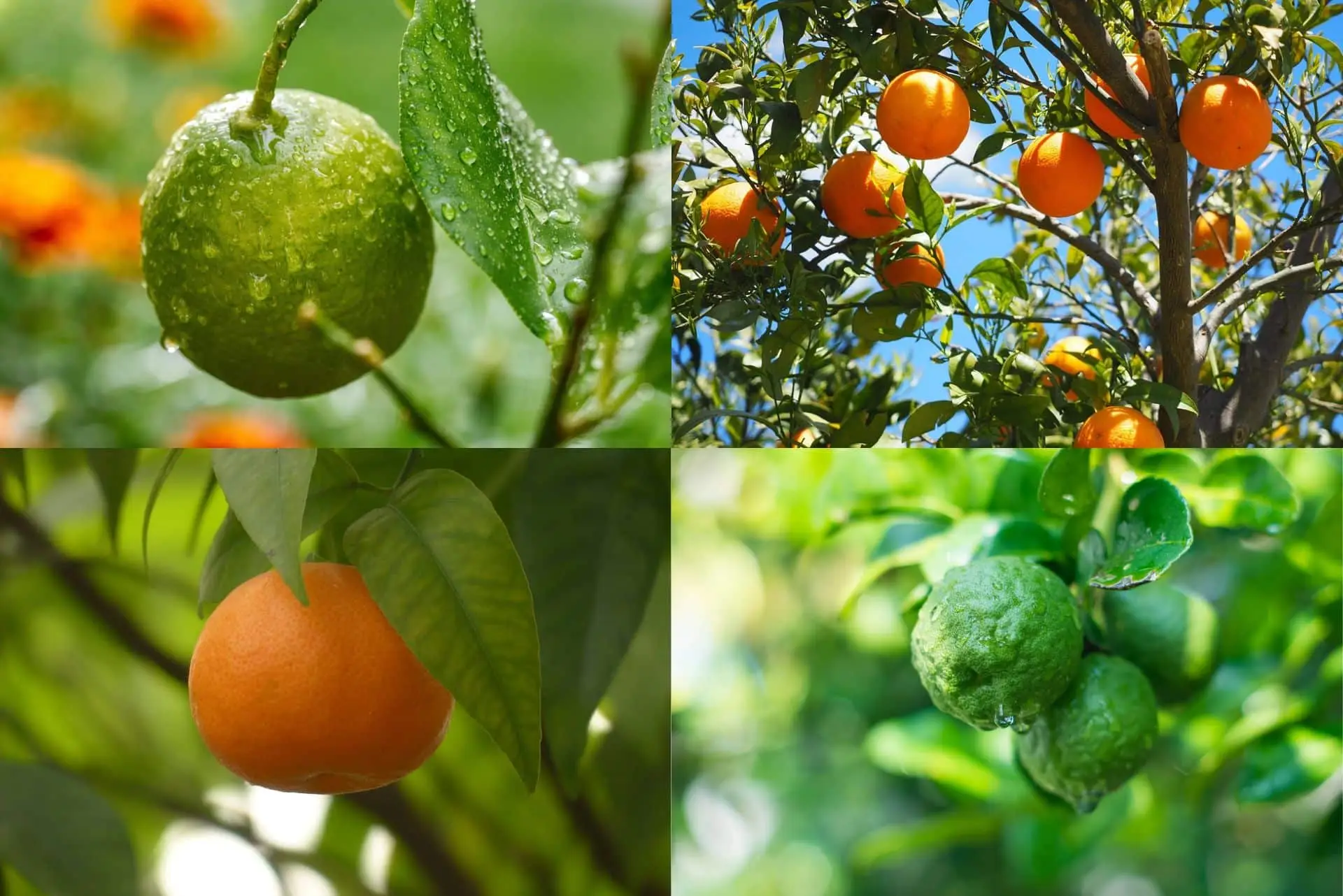 Allontanare le lumache con gli agrumi: il metodo ecologico degli ortisti Allontanare le lumache con gli agrumi: il metodo ecologico degli ortisti