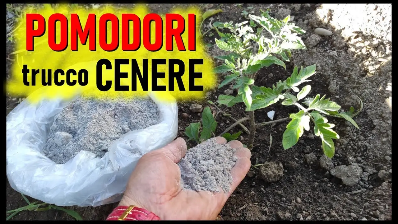 Non buttare la cenere del camino: ecco come usarla per rinvigorire l’orto Non buttare la cenere del camino: ecco come usarla per rinvigorire l’orto