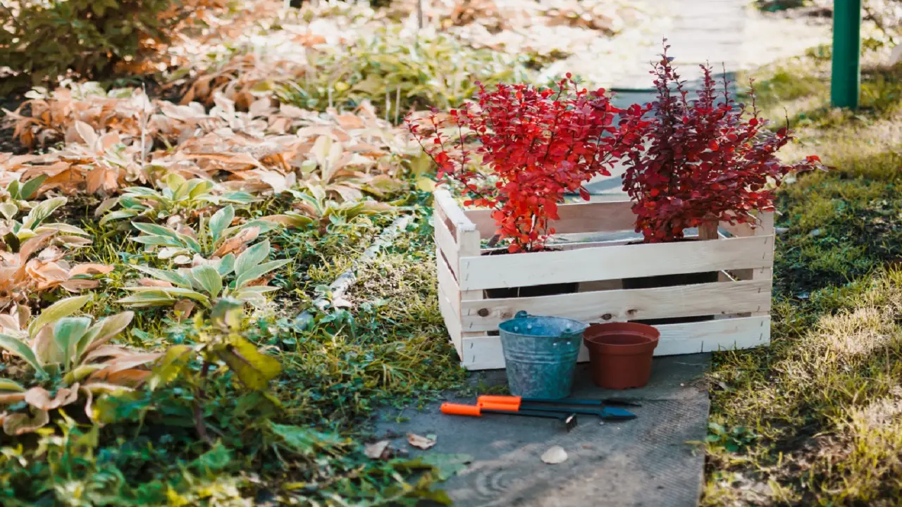 Aceto bianco nell’orto: il trucco segreto che usano i giardinieri esperti Aceto bianco nell’orto: il trucco segreto che usano i giardinieri esperti