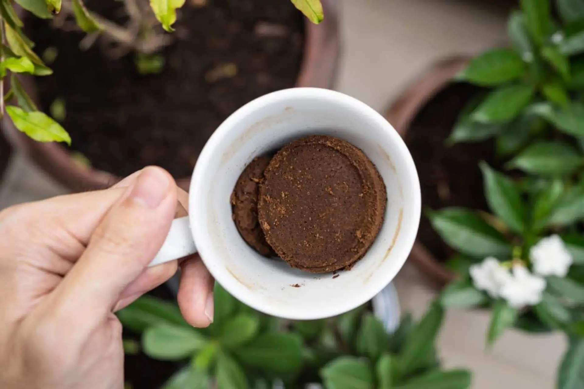 Come usare i fondi di caffè nell’orto: il rimedio naturale che fa miracoli Come usare i fondi di caffè nell’orto: il rimedio naturale che fa miracoli