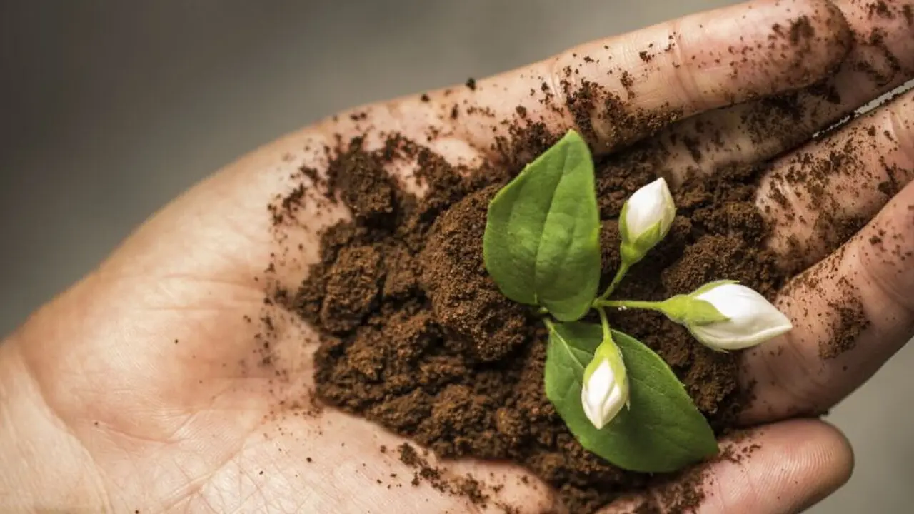 Come usare i fondi di caffè nell’orto: il rimedio naturale che fa miracoli Come usare i fondi di caffè nell’orto: il rimedio naturale che fa miracoli