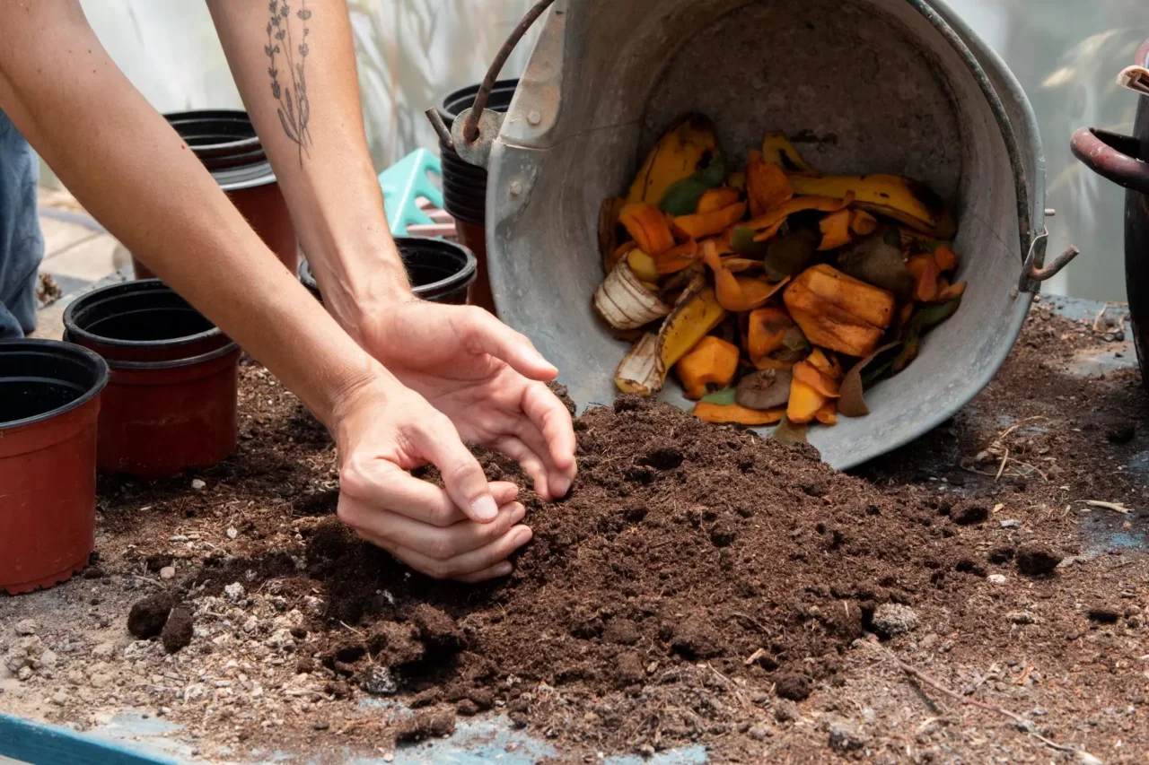 Bucce di banana nel terreno? Ecco perché sempre più orticoltori lo fanno Bucce di banana nel terreno? Ecco perché sempre più orticoltori lo fanno