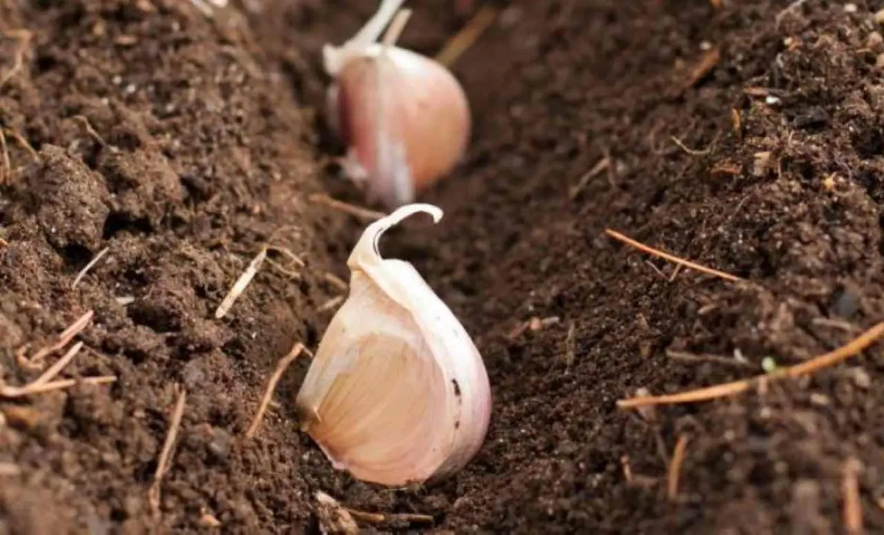 Allerta parassiti nell’orto: il rimedio con l’aglio che funziona davvero Allerta parassiti nell’orto: il rimedio con l’aglio che funziona davvero