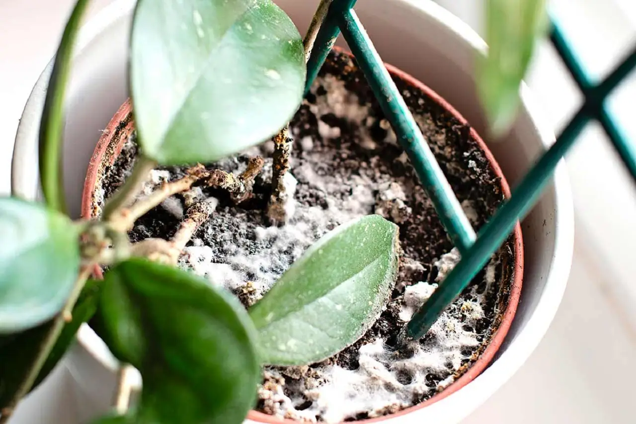 Come usare la cannella nel giardino: il trucco naturale contro muffe e funghi Come usare la cannella nel giardino: il trucco naturale contro muffe e funghi