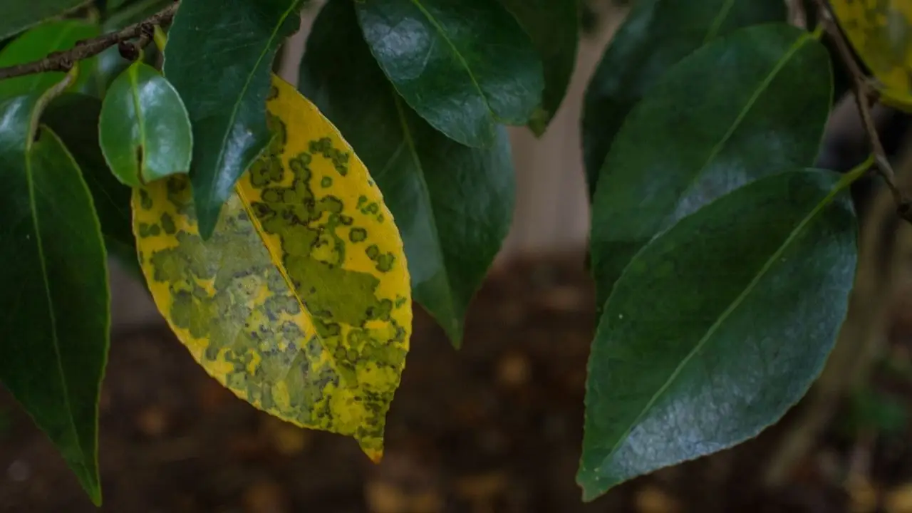 Come usare la cannella nel giardino: il trucco naturale contro muffe e funghi Come usare la cannella nel giardino: il trucco naturale contro muffe e funghi